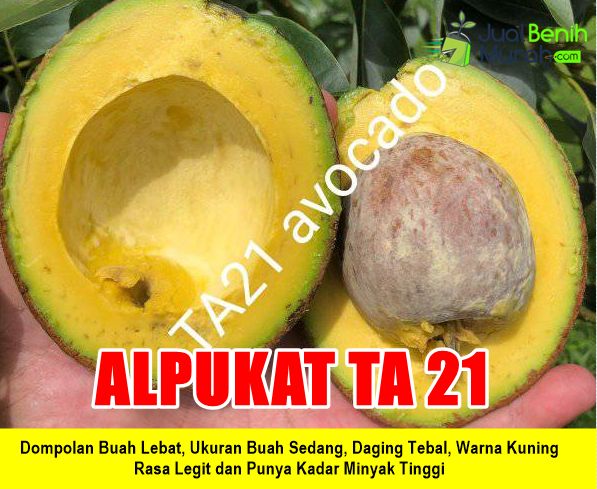 Bibit Alpukat TA 21