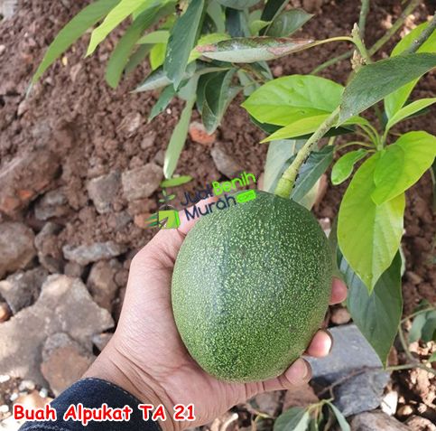 Buah Alpukat TA 21