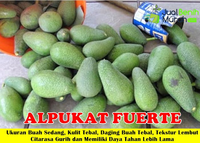 Bibit alpukat Fuerte