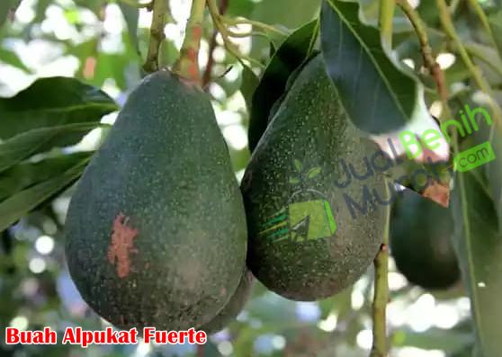 buah alpukat fuerte