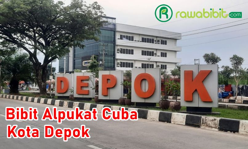Bibit Alpukat Cuba Depok
