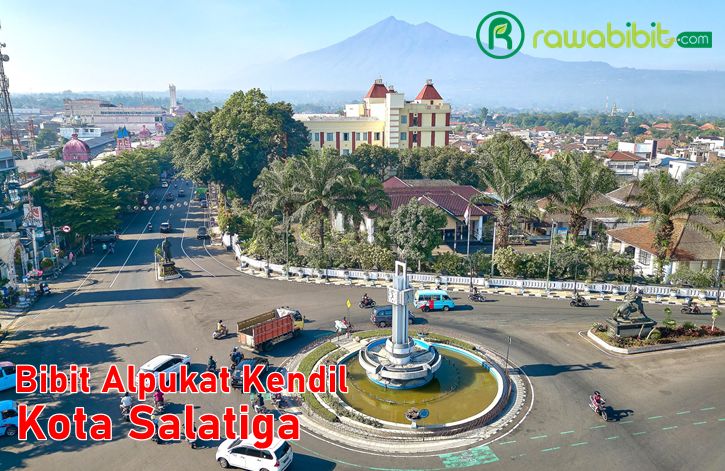 Bibit Alpukat Kendil Salatiga