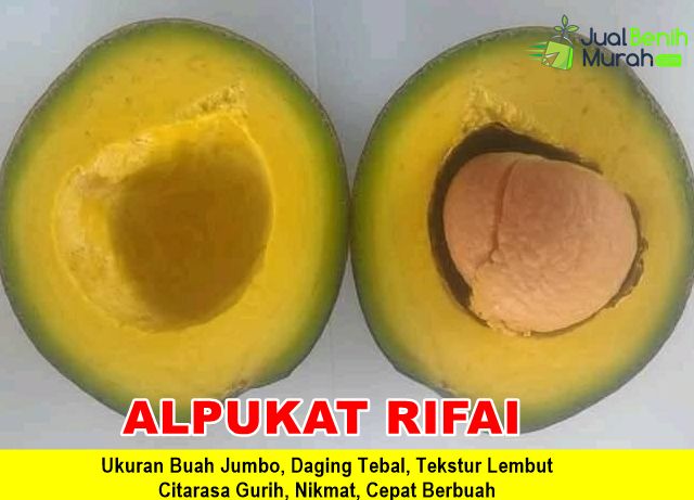 Bibit Alpukat Rifai