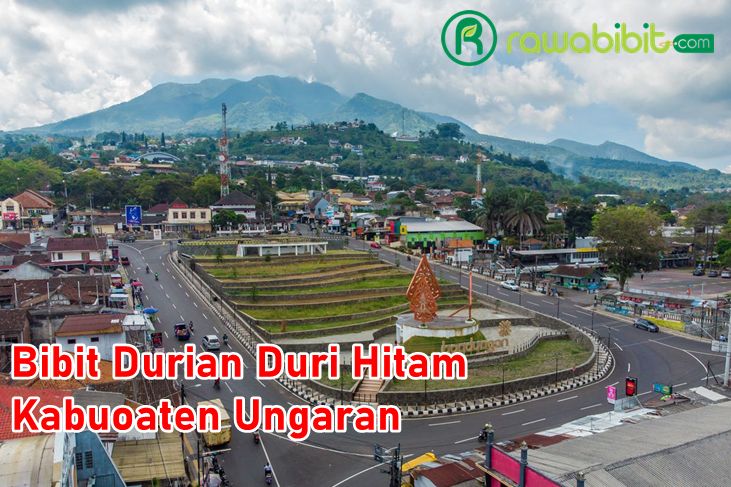 Bibit Durian Duri Hitam Ungaran
