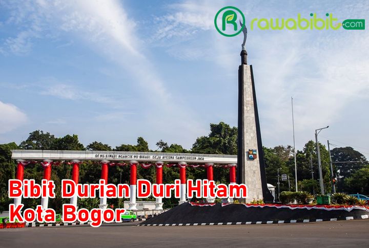 Bibit Durian Duri Hitam Bogor