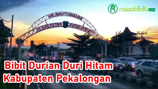 Bibit Durian Duri Hitam pekalongan