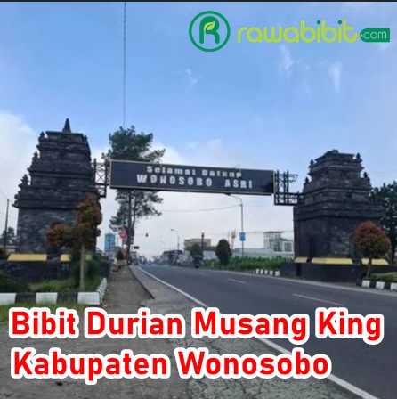 Bibit Durian Musang King Wonosobo