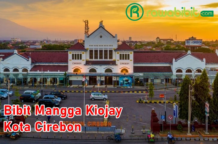 Bibit Mangga Kiojay Cirebon