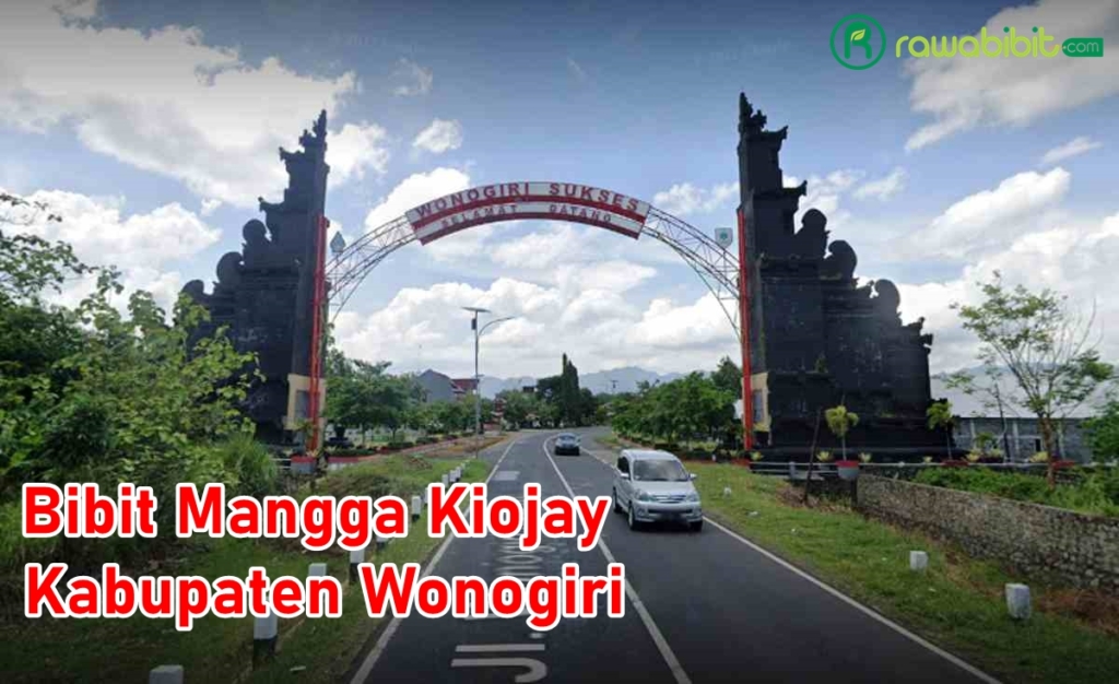 Bibit Mangga Kiojay Wonogiri