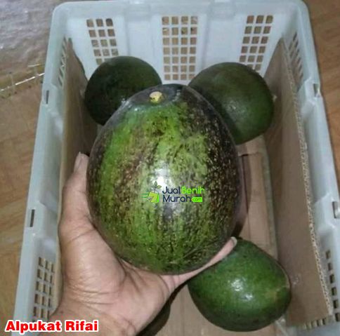 Alpukat Rifai 1