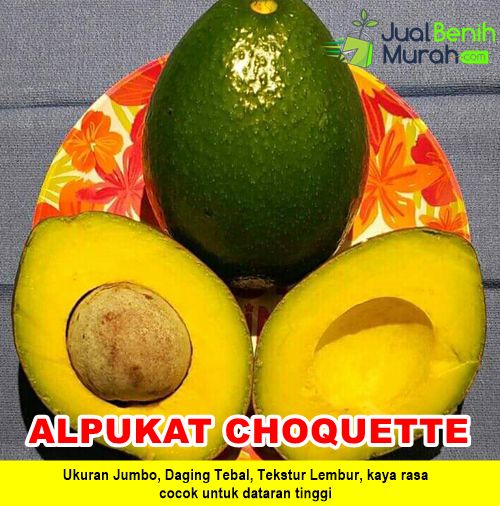 Bibit Alpukat Choquette