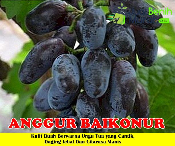 Bibit Anggur Baikonur