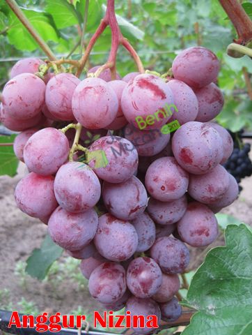 Anggur Nizina