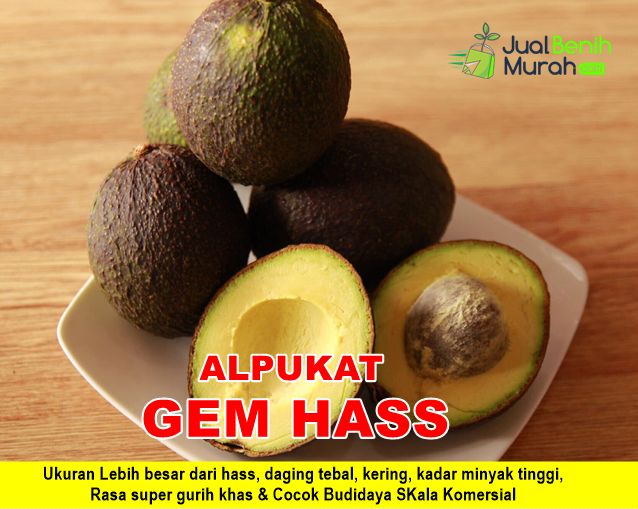 Bibit Alpukat Gem Hass