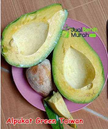 Bibit Alpukat Green Taiwan 1