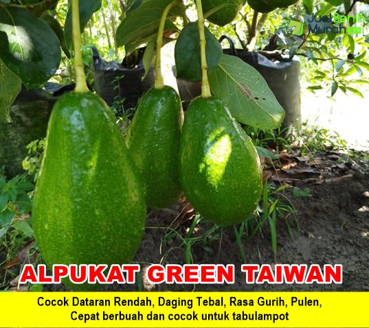 Bibit Alpukat Green Taiwan