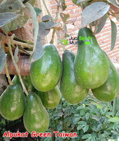 Bibit Alpukat Green taiwan 2
