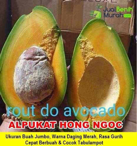 Bibit Alpukat Hong NGoc