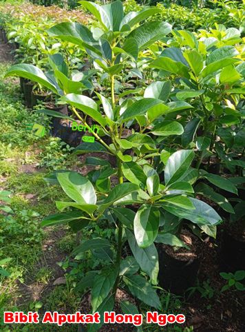 Bibit Alpukat Hong Ngoc 1