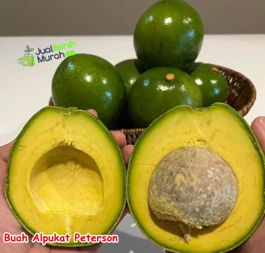 Bibit Alpukat Peterson Unggul