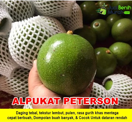 Bibit Alpukat Peterson