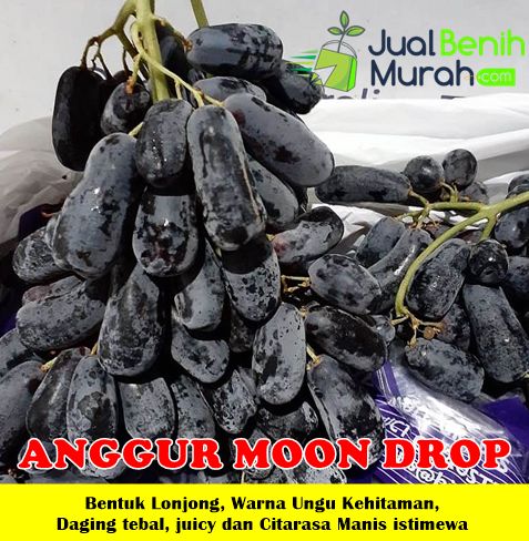 Bibit Anggur Moondrop Premium