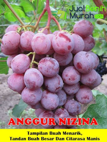 Bibit Anggur Nizina Super
