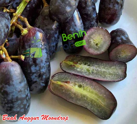 Buah anggur moondrop