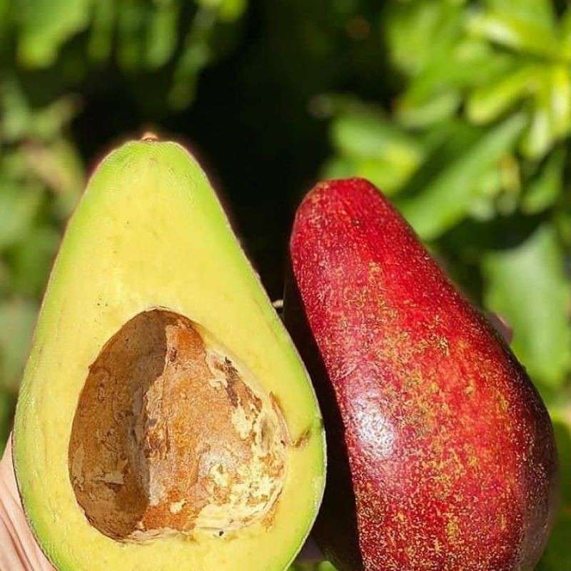 Alpukat Red Thompson