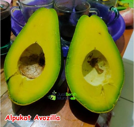 Bibit Alpukat Avozilla 1
