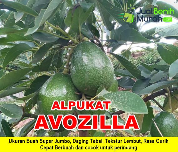 Bibit Alpukat Avozilla