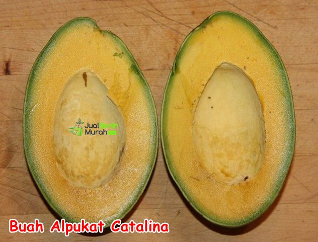 Bibit Alpukat Catalina 1