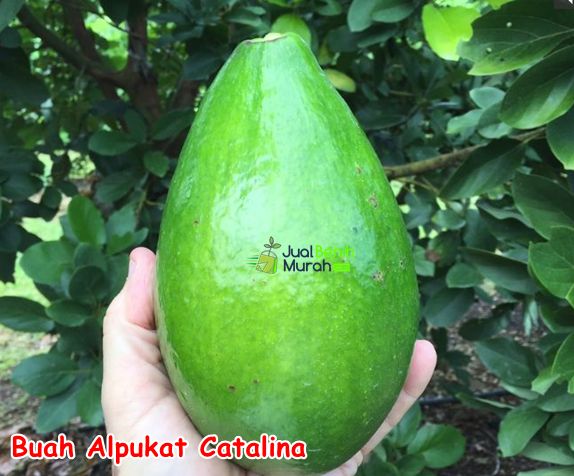 Bibit Alpukat Catalina 2