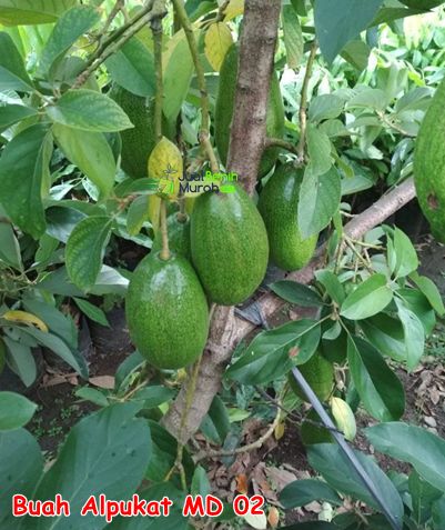 Bibit Alpukat MD 02 unggul