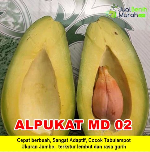 Bibit Alpukat MD 02