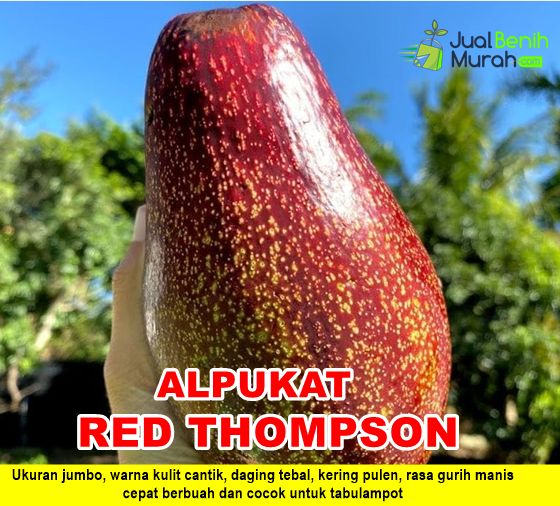 Bibit Alpukat Red Thompson