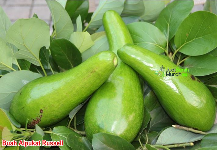 Bibit Alpukat Russell 2