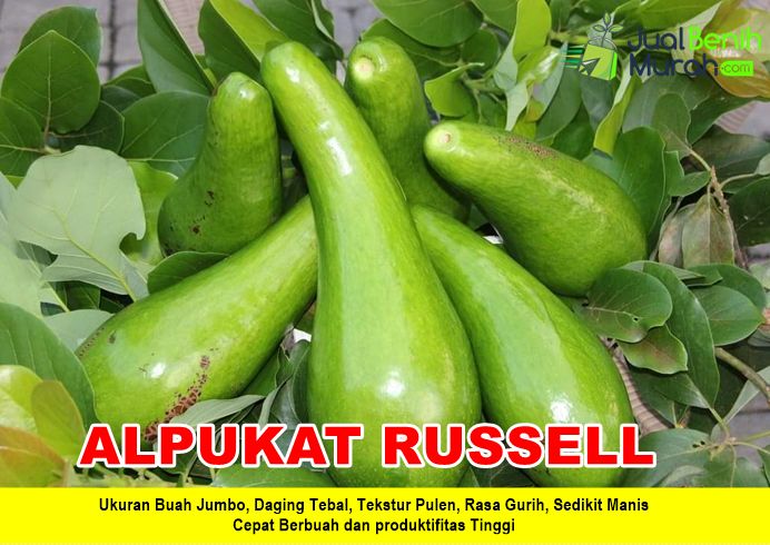 Bibit Alpukat Russell