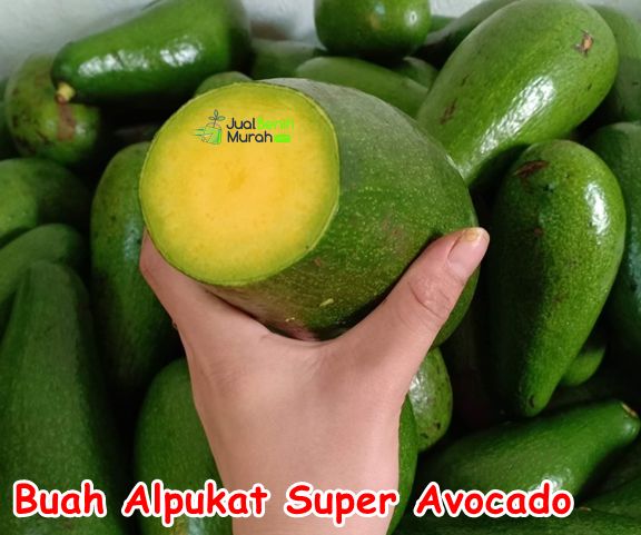 Bibit Alpukat Super Avocado 2