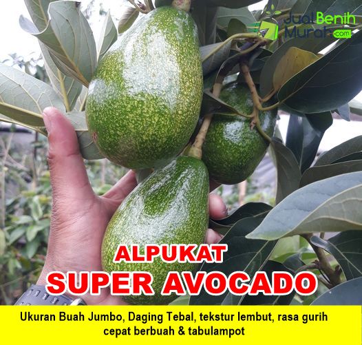 Bibit Alpukat Super Avocado