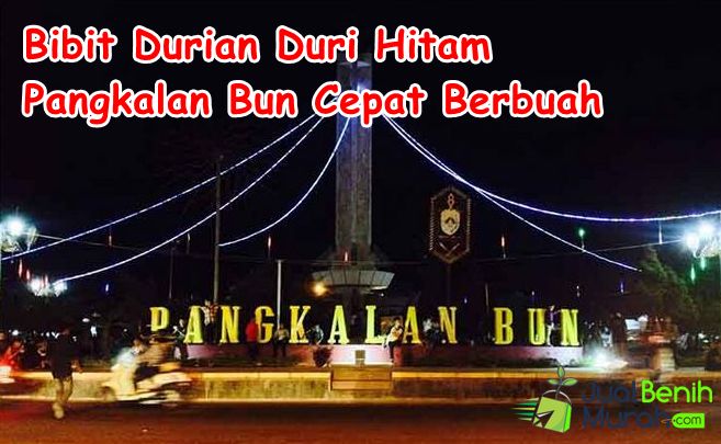 Bibit Durian Duri Hitan Pangkalan Bun