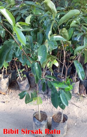 Bibit Sirsak ratu