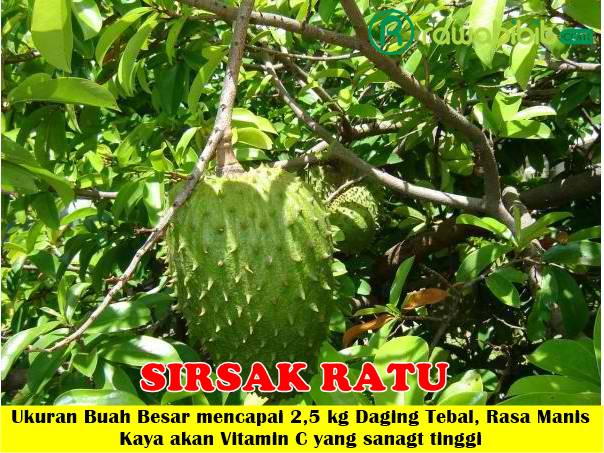 Bibit Sirsak Ratu