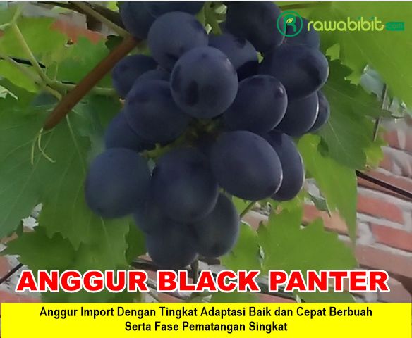 Bibit Anggur Black Panter 1