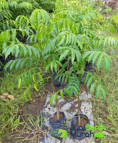 Bibit Kedondong Mini