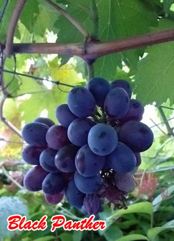 Buah Black Panther