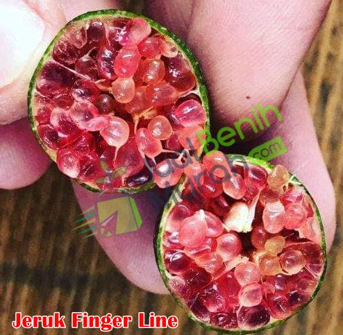 Buah Jeruk Finger Lime