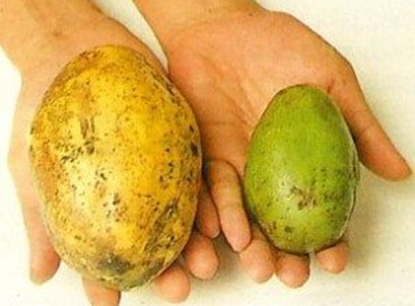 Buah Kedondong Karimunjawa