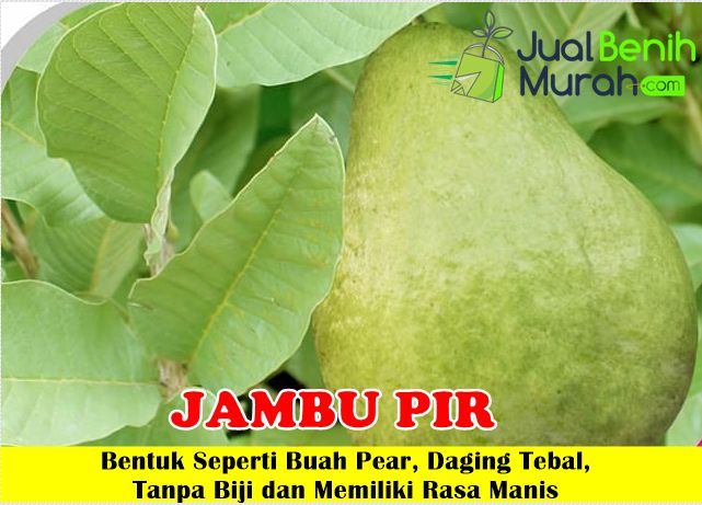 Bibit Jambu Biji Pir