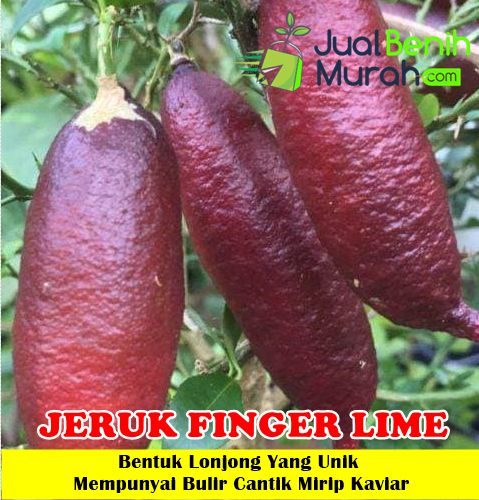 Bibit Jeruk Finger Lime